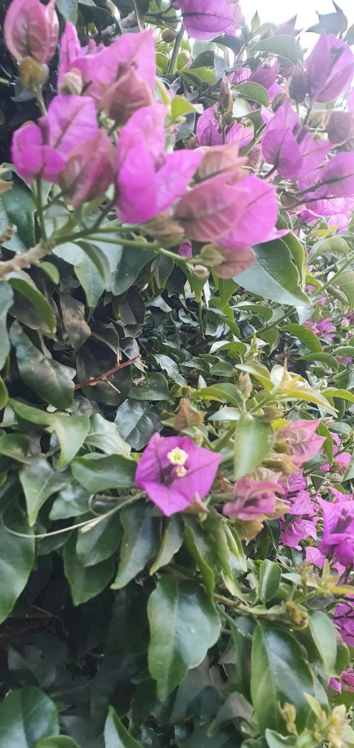 Casa Flora Appartamento Con Giardino Фьюмичино Экстерьер фото